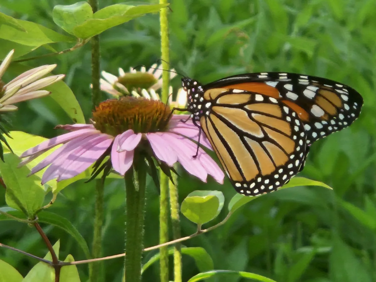 Monarchfalter auf einer lila Echinacea-Blüte